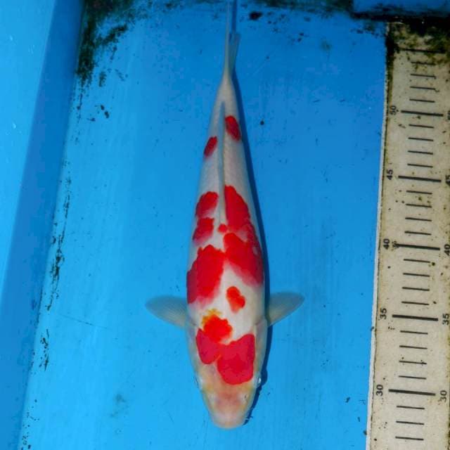 KOHAKU