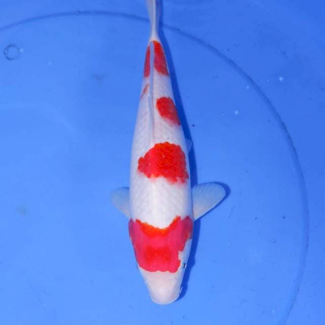 KOHAKU