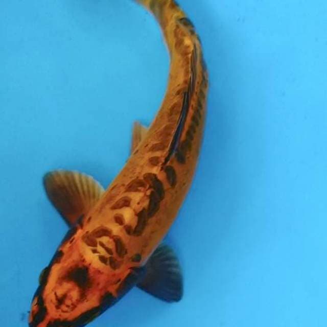 MISHUO FM32 cm