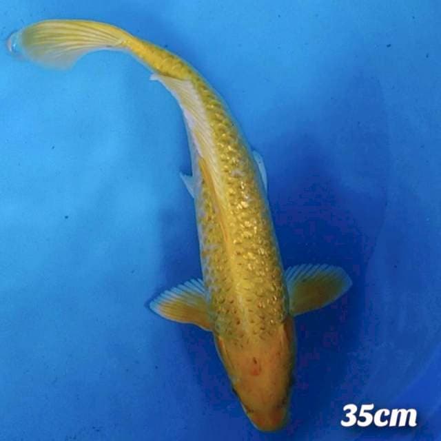 OGON GINDRIN 35CM