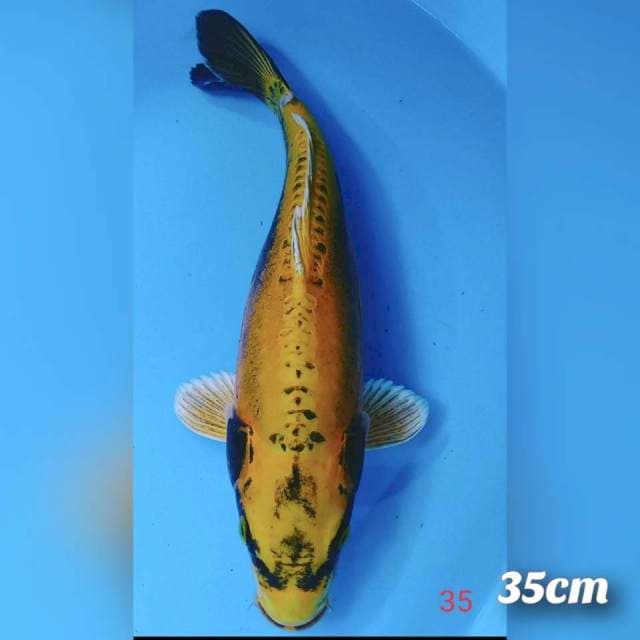 Pisang keju 35cm