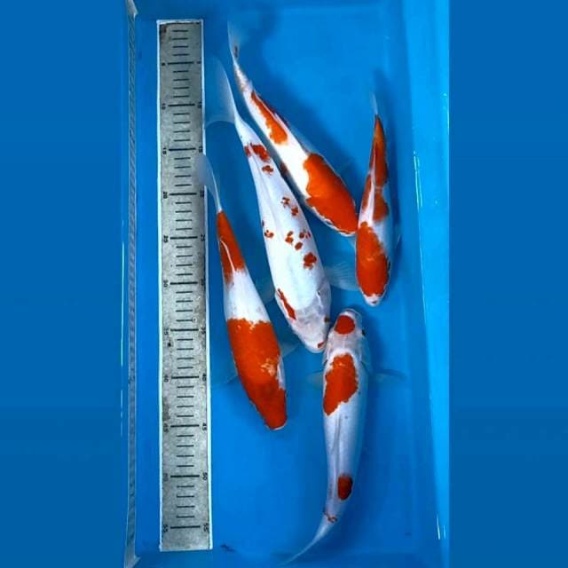 Paket 5 ekor "kohaku, 24-32 cm"