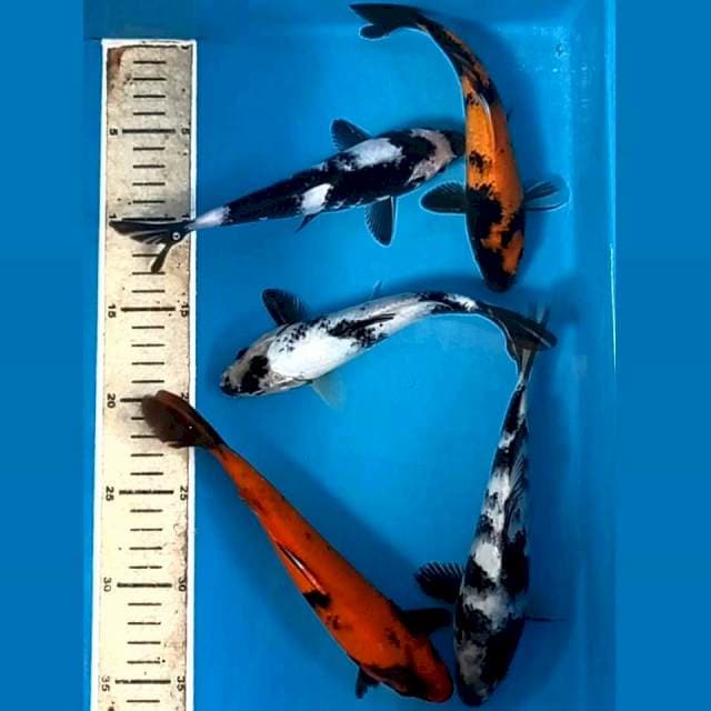 Paket 5ekor "shiro utsuri, 19-22 cm"