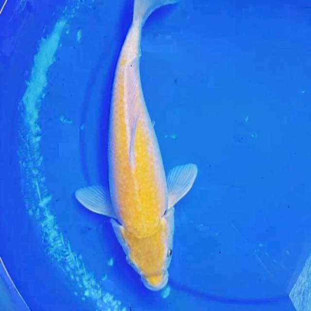 34CM Karashi MH