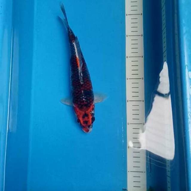 Beni ginga 29 cm male