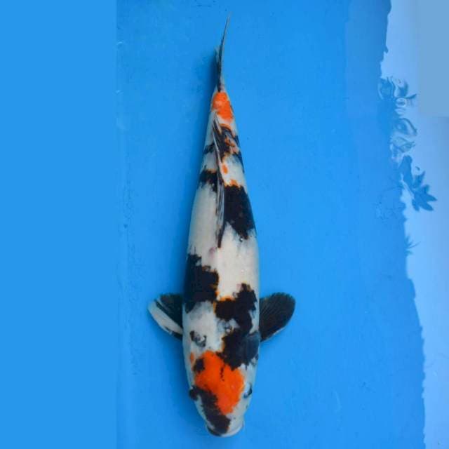 Jumbo Maruten Showa Import non serti