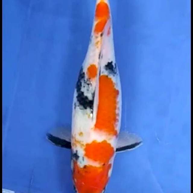 #SHOWA #30CM