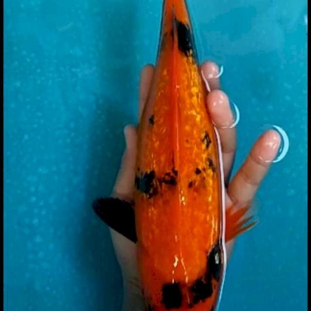 #UTSURI GINRIN #31CM
