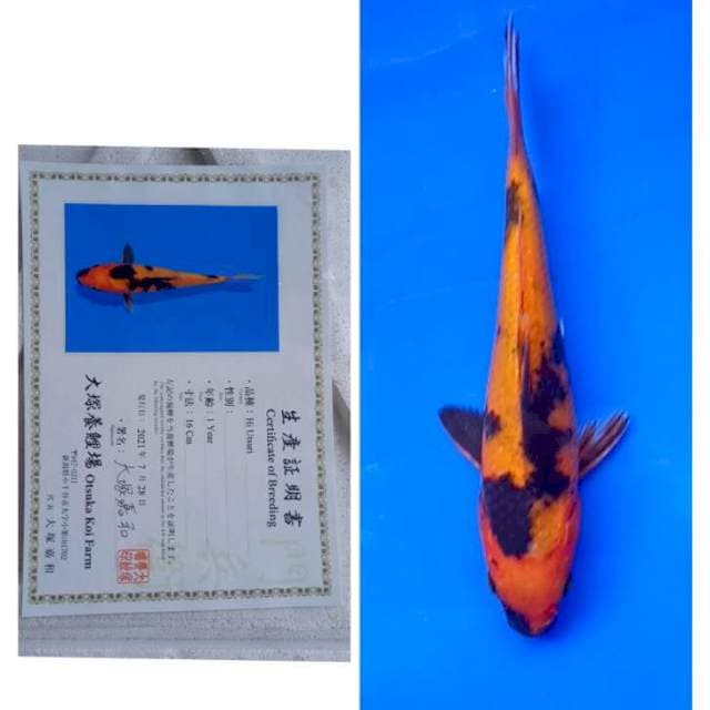 Hi Utsuri Certy Breeder Otsuka