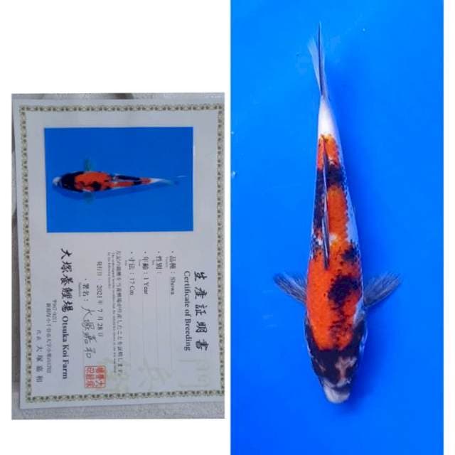 Showa Certy Breeder Otsuka