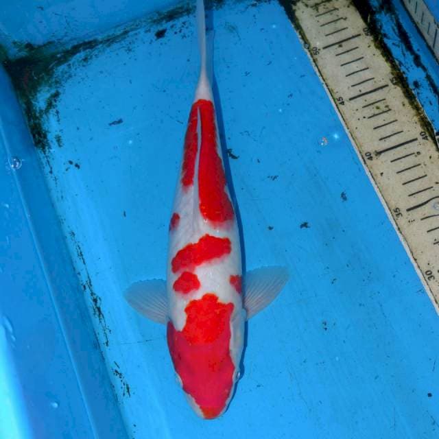 FUKISOKU KOHAKU 32cm