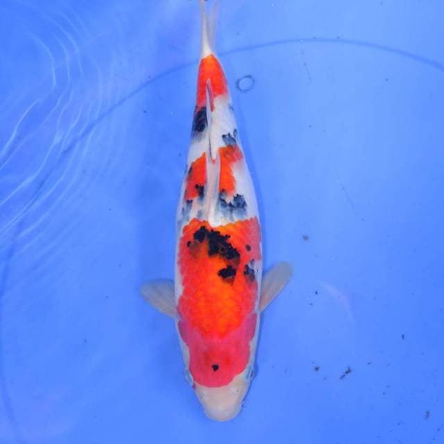 DAISUKI SANKE 31cm