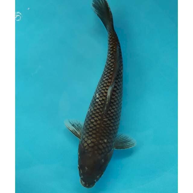 32 cm