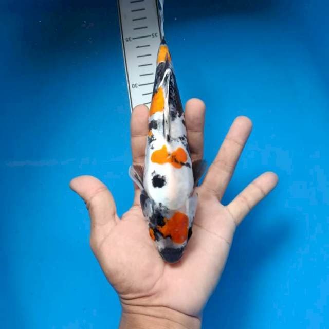 Showa doitsu
