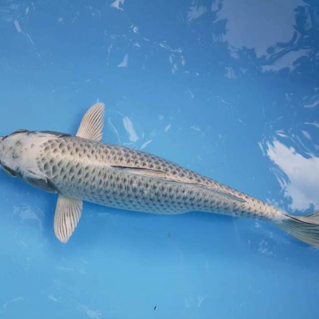 Mukasi
