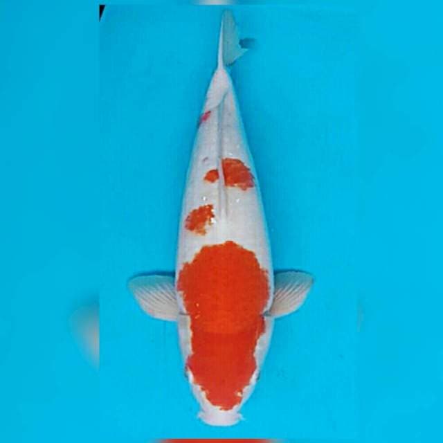 45cm super terpedo kohaku bulky..body juoss omku