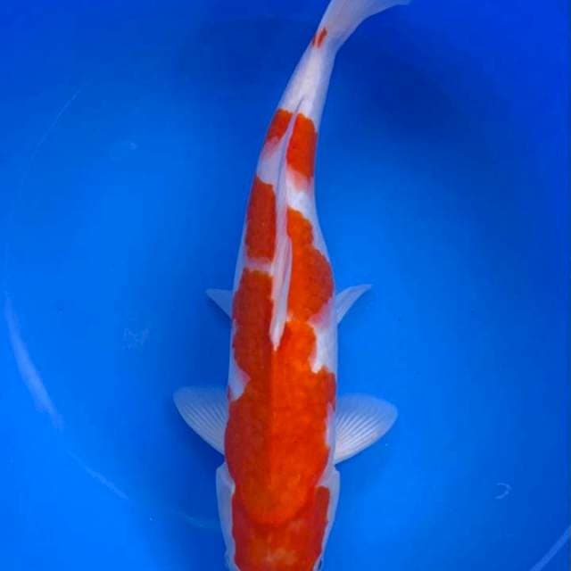 Kohaku 40 bu
