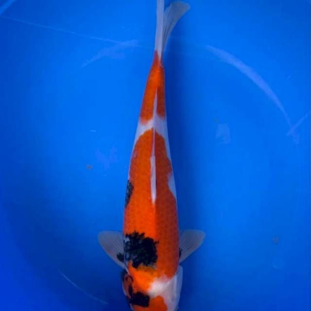Sowa 35 cm