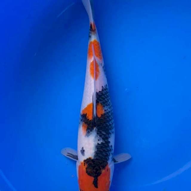 Sowa 33 cm