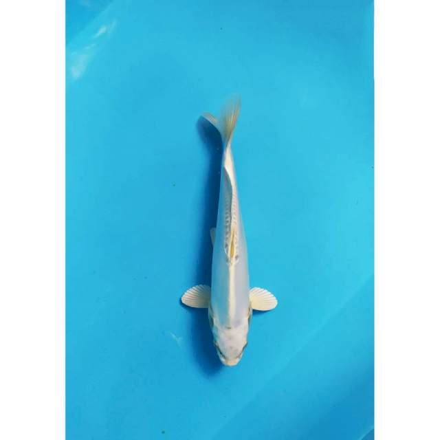 white kikokuryu 25 cm