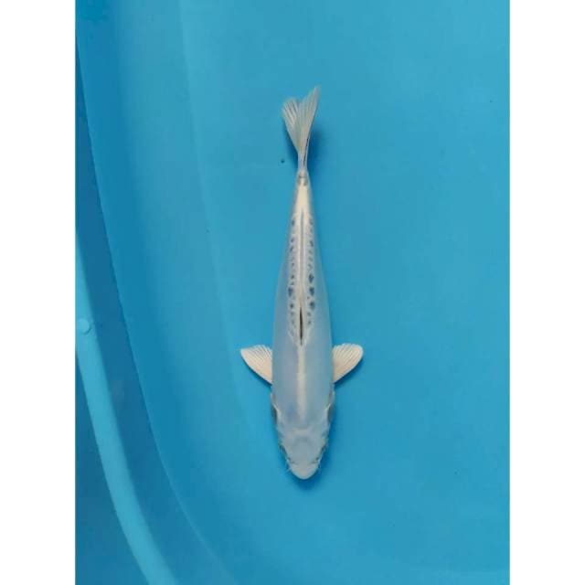 white kikokuryu 27 cm