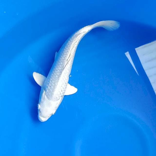 Platinum salju 28cm