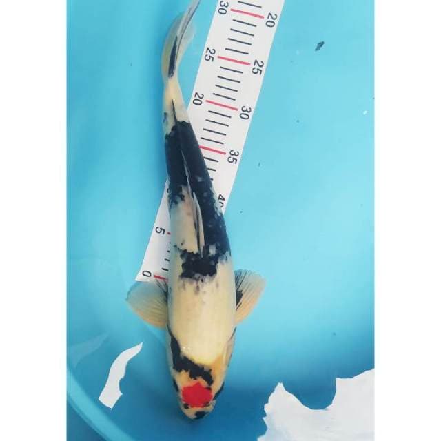 Tancho showa jantan 43 cm