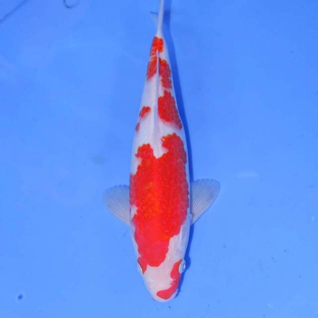 KOHAKU