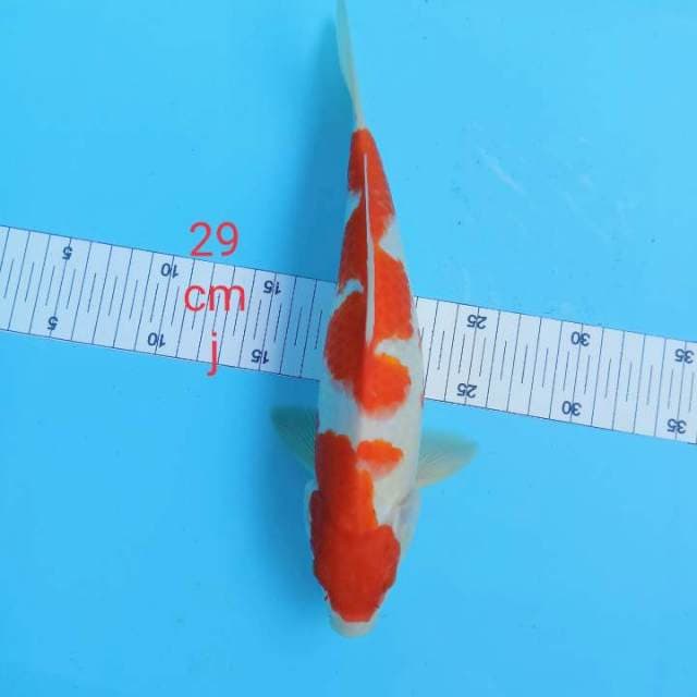 Kohaku strong 29 cm