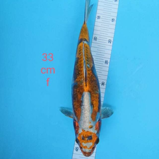 Kikuryu 33 cm