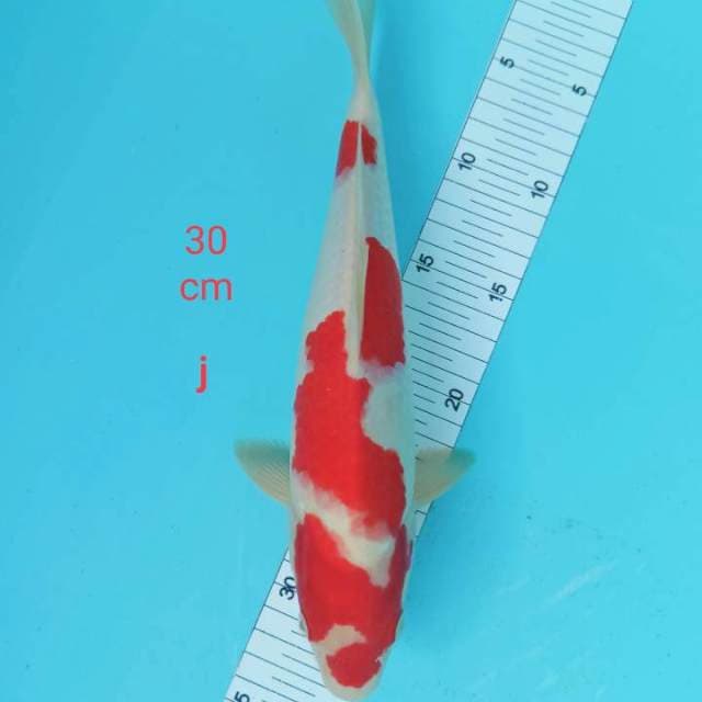 Kohakhu 30 cm