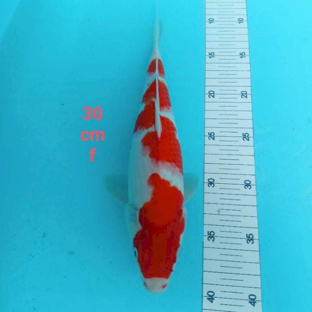 Kohaku strong 30cm
