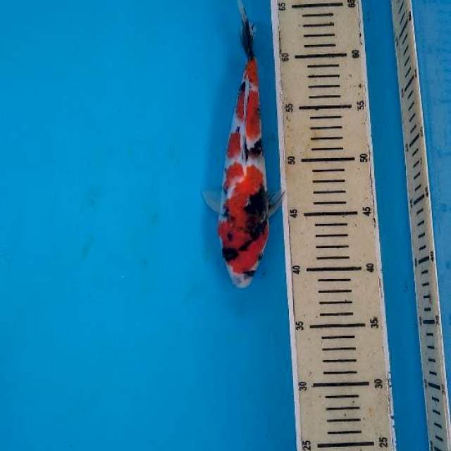 Showa strong 25cm