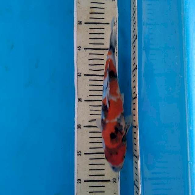 Showa jantan 27cm
