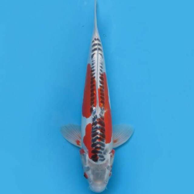 Kikokuryu 39cm