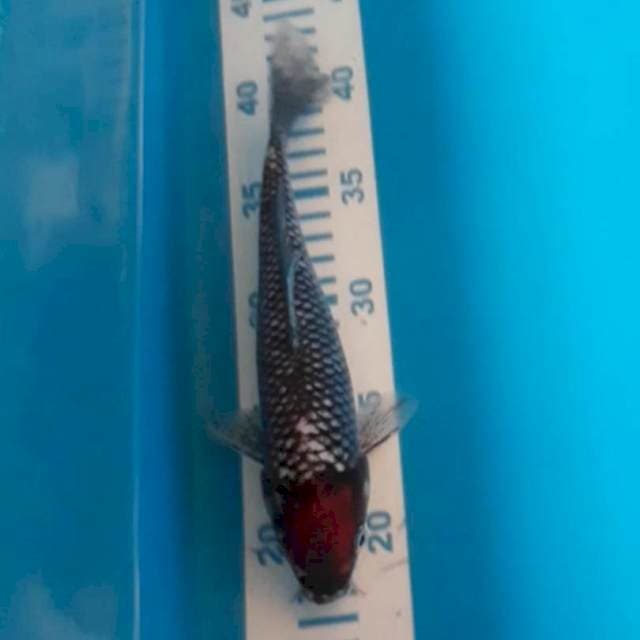 Beni Kawabake 24 cm