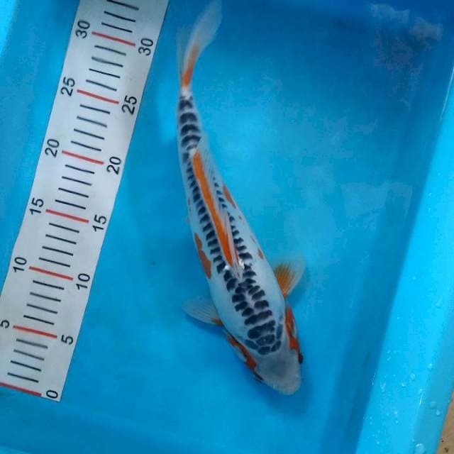 Hana shusui male 30 cm