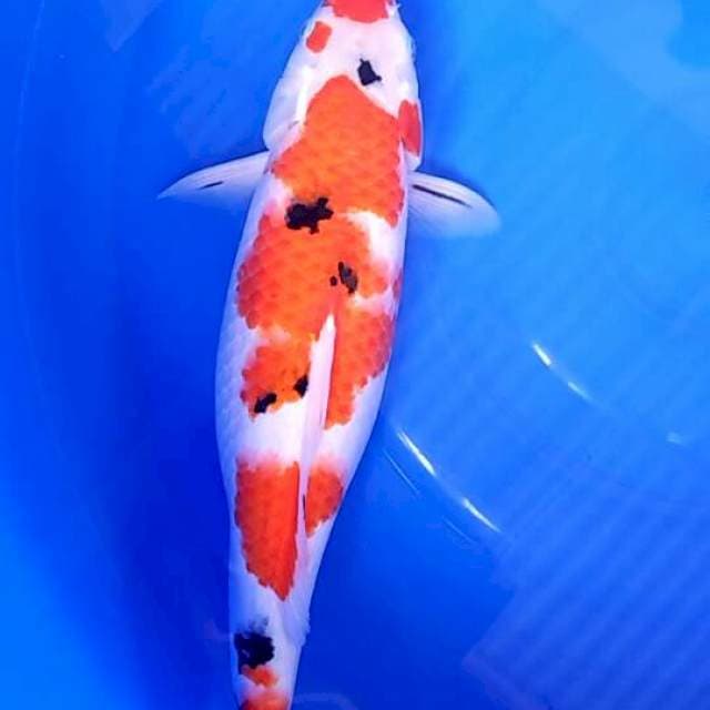 Sanke female 39cm