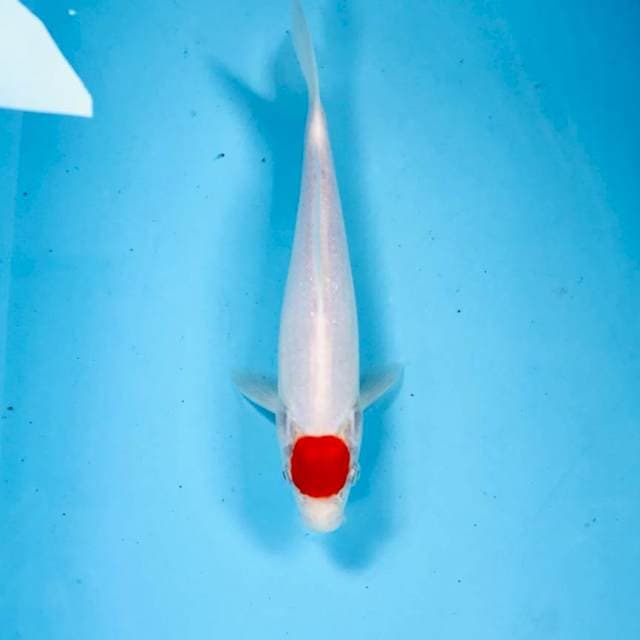 Tancho Kohaku, 23 cm