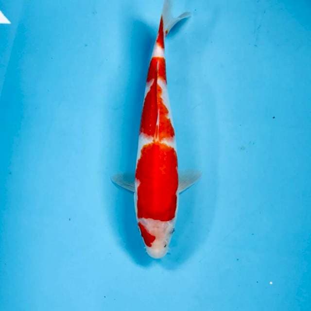 Kohaku, 25 cm