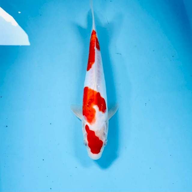Doitsu, 27 cm