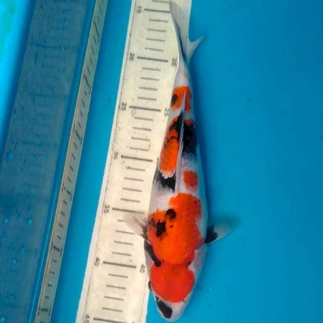 Showa 29cm