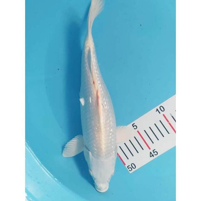 Platinum ginrin 32 cm