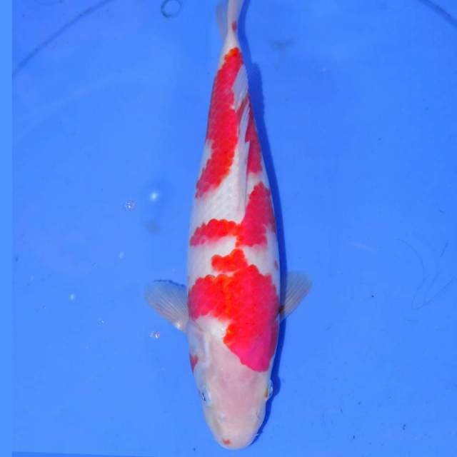 MIWAKE KOHAKU
