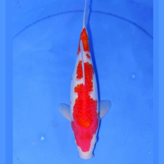 YURITO KOHAKU