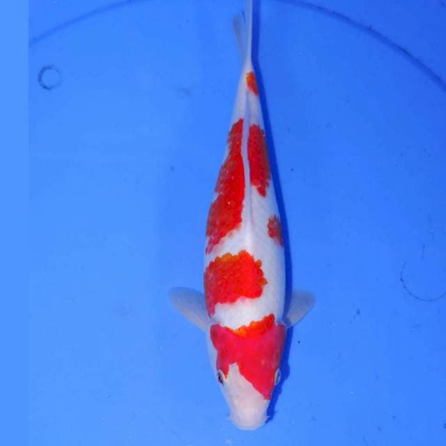 MIKUZA KOHAKU