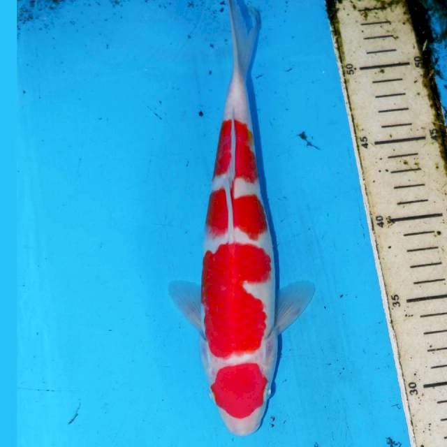 KANZEN KOHAKU