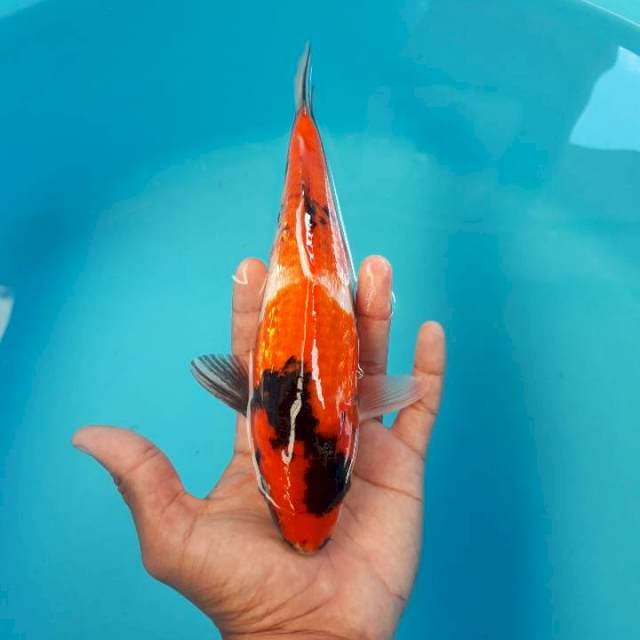 Showa Ginrin Tategoi 25cm