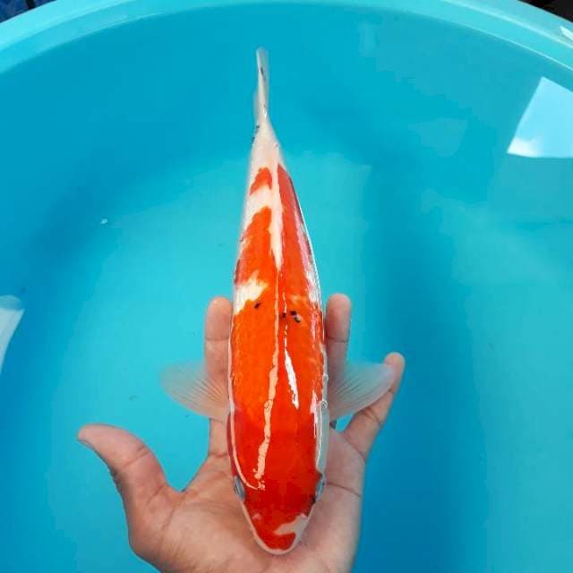 Sanke Ginrin Super Red 30cm