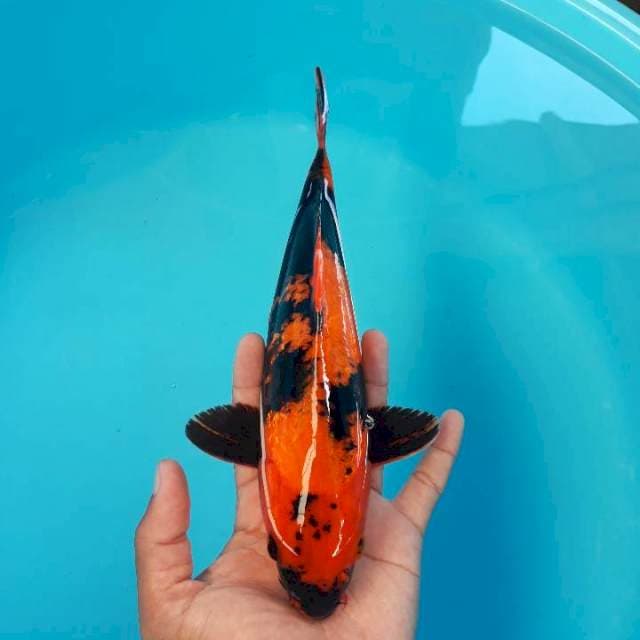 Hi Utsuri Ginrin 27cm